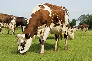 Normande: Normande tri-coloured cattle grazing