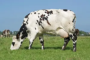 Normande: Normande tri-coloured cow grazing