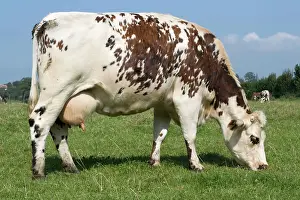 Normande: Normande tri-coloured cow grazing