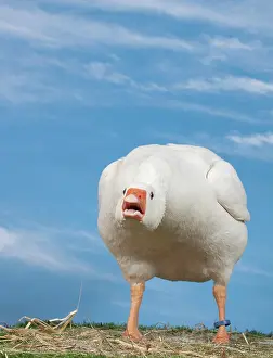 Hissing: Normandy Goose in aggressive posture