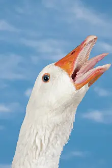 Hissing: Normandy Goose showing aggression