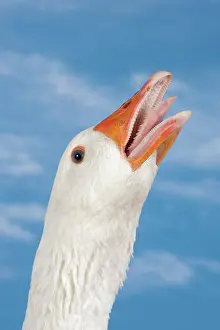 Hissing: Normandy Goose showing aggression