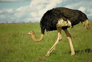Ostriches: North African ostrich