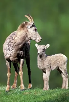 Bighorn: North America, Canada, Alberta, Banff. Bighorn
