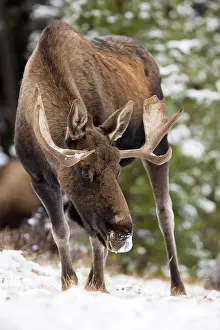 Jackrel: North America, Canada, Alberta, Jasper National