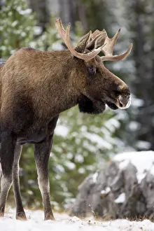 Jackrel: North America, Canada, Alberta, Jasper National