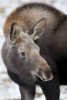 Jackrel: North America, Canada, Alberta, Jasper National