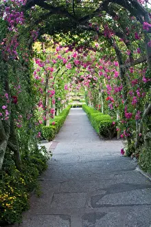 Leave: North America. Canada. BC. Victoria. Rose