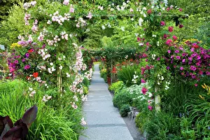 Leave: North America. Canada. BC. Victoria. Rose
