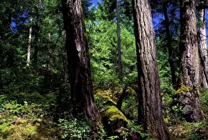 Hogstrom: North America, Canada, British Columbia