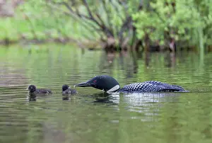 Loon: North America, Canada, British Columbia