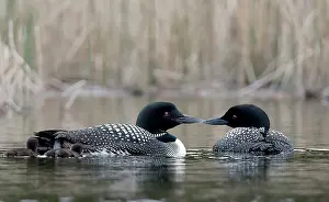 Loon: North America, Canada, British Columbia