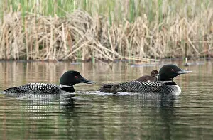 Loon: North America, Canada, British Columbia