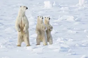 Jackrel: North America, Canada, Manitoba, Churchill