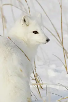 Jackrel: North America, Canada, Manitoba, Churchill