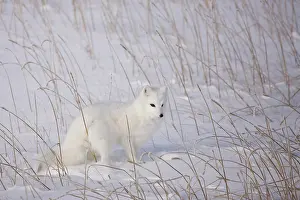 Jackrel: North America, Canada, Manitoba, Churchill