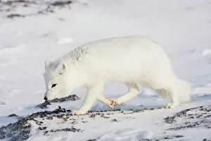 Jackrel: North America, Canada, Manitoba, Churchill