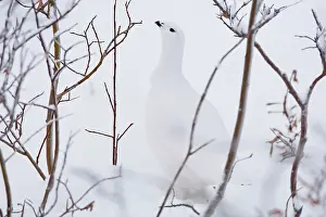 Hidden: North America, Canada, Manitoba, Churchill