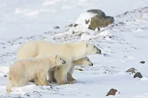 Jackrel: North America, Canada, Manitoba, Churchill