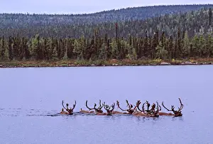 Sleicher: North America, Canada. Quebec. Woodland caribou
