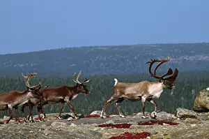 Sleicher: North America, Canada, Quebec. Woodland caribou