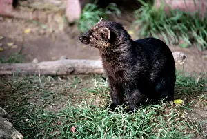 Fisher: North America FISHER