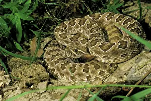 Scan: North America. Prairie Rattlesnake (Crotalus