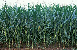 Jerry: North America, US, MD, Corn at Chino Farms