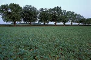 Jerry: North America, US, MD, A field of soybeans