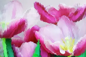 Curved: North America, USA, Florida, Orlando, tulips