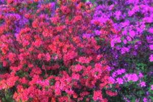 Wells: North America, USA, Georgia, Savannah, Azaleas