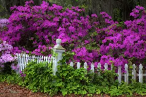 Wells: North America, USA, Georgia, Savannah, Azaleas