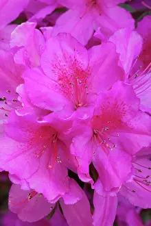 Wells: North America, USA, Georgia, Savannah, Azaleas