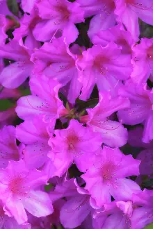 Wells: North America, USA, Georgia, Savannah, Azaleas