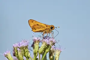 Nectaring: North America, USA, Texas, Hidalgo Co
