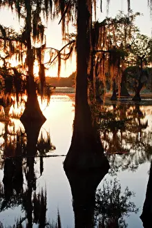 Ditto: North America, USA, Texas, Marion Co. Caddo