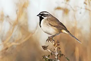 Starr: North America, USA, Texas, Starr Co. Black-throated
