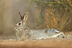 Sylvilagus: North America, USA, Texas, Starr Co. eastern