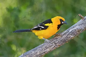Oriole: North America, USA, Texas, Starr Co. Rio