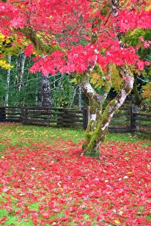Acer: North America, USA, Washington, Newhalem