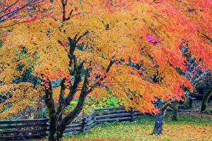 Acer: North America, USA, Washington, Newhalem