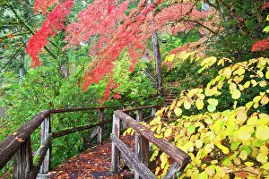 Acer: North America, USA, Washington, Newhalem