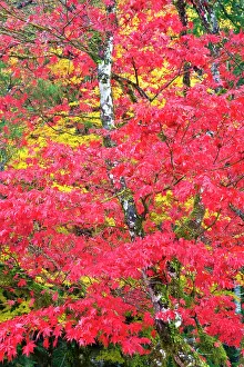 Acer: North America, USA, Washington, Newhalem