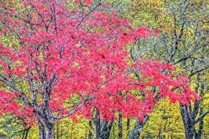 Acer: North America, USA, Washington, Newhalem
