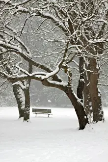 Bench: North America, USA, Washington, Seattle