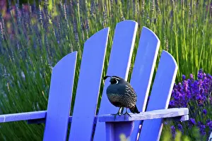 Quail: North America, USA, Washington, Sequim