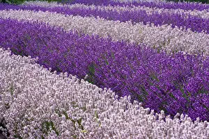 Scented: North America, USA, Washington, Sequim