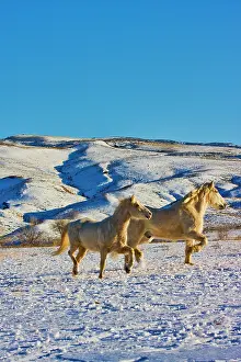 Excitement: North America, USA, Wyoming, Shell, Big