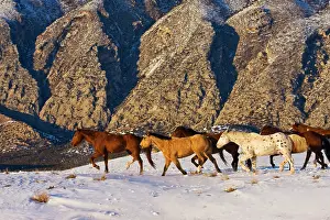 Excitement: North America, USA, Wyoming, Shell, Big