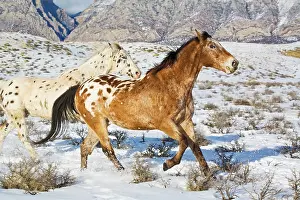 Excitement: North America, USA, Wyoming, Shell, Big